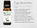 BioFinest Calamus Oil - 100% Pure Calamus Essential Oil - Aid Indigestion, Stomach Pain & Cramps - Premium Quality - Therapeutic Grade - Best For Aromatherapy - FREE E-Book (10ml)