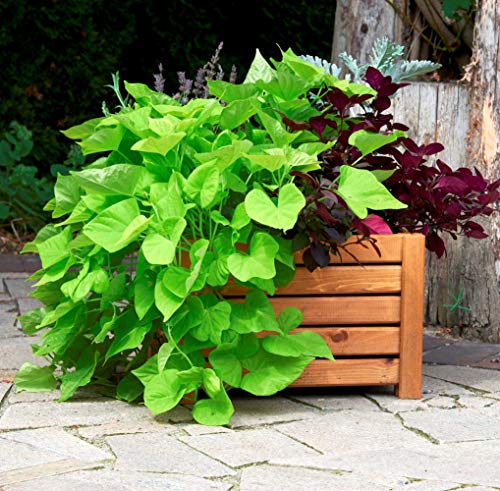 BOGATECO Pflanzkasten Pflanzkübel aus Holz | 80 x 38 cm | Eiche Braun | Blumen-Topf Perfekt für Garten, Terrasse & Balkon | Stabile und Robuste Konstruktion | Imprägniert | Mit Agro-Textil – Bild 4