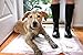 Hartz Home Protection Lavender Scented USA Made Dog Pads, 100 count, Super Absorbent & Won't Leak, Odor Eliminating