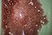 Dragon's Blood 4.5 ounce Bath Bomb with Shea Butter & Kaolin Clay