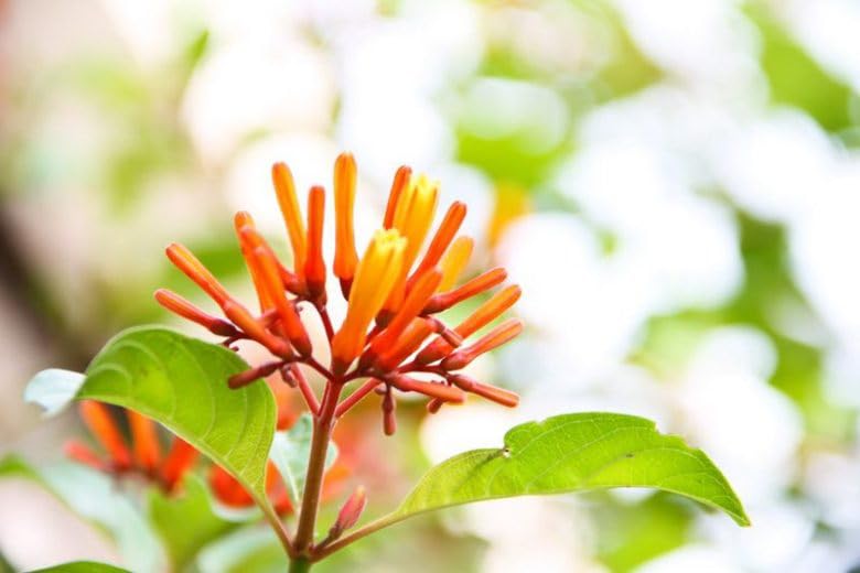 Mexican Firebush Live Plants (2-Pack) - Hamelia Patens Hummingbird Bush with Non-Stop Orange Blooms - Heat Tolerant Perennial Shrub for Pollinators