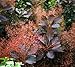 Grace Red Smokebush Tree ( cotinus ) - Live Plant - Quart Pot