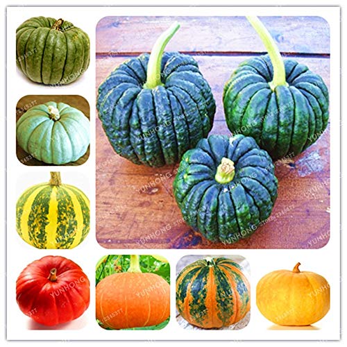 Pinkdose Bonsai de Calabaza Vegetales orgánicos Nutrientes ...