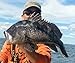 Jigging world 2 Pack Fluke Candy Teasers with 5/0 Hook