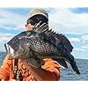 Jigging-World-Fluke-candy-Teaser