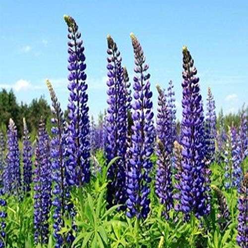 Wild Perennial Lupine Seeds - Huge Flowers Blooms profusely in Spikes (25 - Seeds)