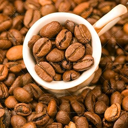 Go Garden 20pcs Bonsai Kaffee 100% echte Kaffeebaum Nasiona kawy, Koffiezaad, Kaffeesamen, vergossen Bonsai Pflanzen fÃ¼r Hau