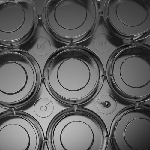 6 Well Glass Bottom Cell Culture Plate, 20mm, TC, sterile 1/pk, 10/cs 801004
