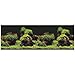 Vepotek Aquarium Background Double sides (Deep Sea/Water Plants) (48