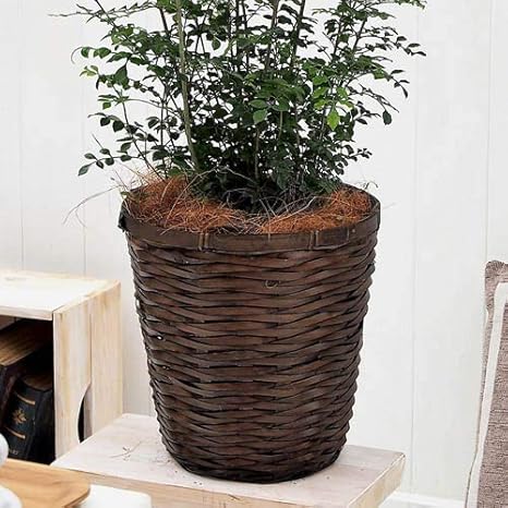 Amazon 日比谷花壇 観葉植物 トネリコ バスケット 観葉植物 オンライン通販