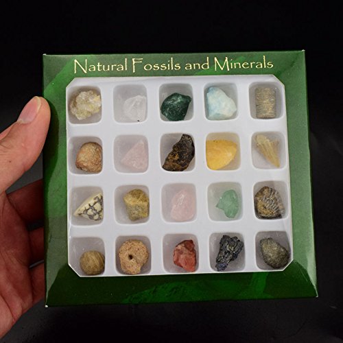 20pcs fossil and mineral specimen Teaching School Collection fossil rock display