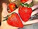 Organic Heirloom 300 Giant Strawberry Seeds Rare Fragaria Ananassa Huge Fruit Bulk A1300