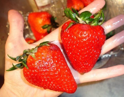 Organic Heirloom 300 Giant Strawberry Seeds Rare Fragaria Ananassa Huge Fruit Bulk A1300