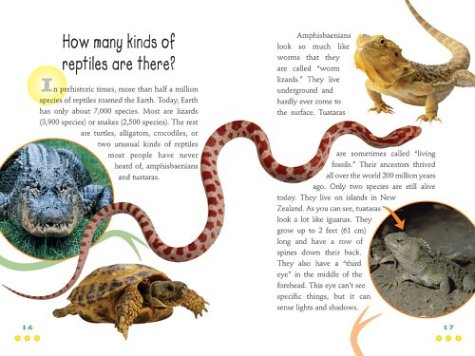 Everything Reptile: What Kids Really Want to Know about Reptiles (Kids Faqs)