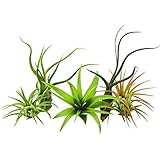 5 Pack Air Plant Tillandsias by Bliss Gardens/Live House Plants Includes Gift Box