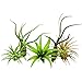 5 Pack Air Plant Tillandsias by Bliss Gardens/Live House Plants Includes Gift Box