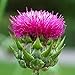 100 MILK THISTLE Silybum Marianum Flower Seeds