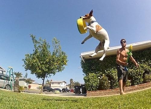 HurriK9 Dog Ring Launcher, Starter Pack Launcher Standard