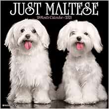 maltese intelligence ranking