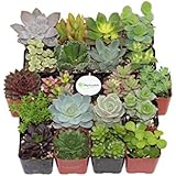 Shop Succulents Unique Succulent (Collection of 20)