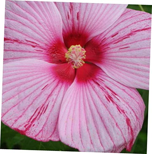 KZA 10 Seeds Hibiscus moscheutos 'Peppermint Schnapps' Rose Mallow - RK177
