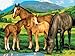 Royal & Langnickel Painting by Numbers Junior Large Art Activity Kit, Horses and Foals (PJL13)
