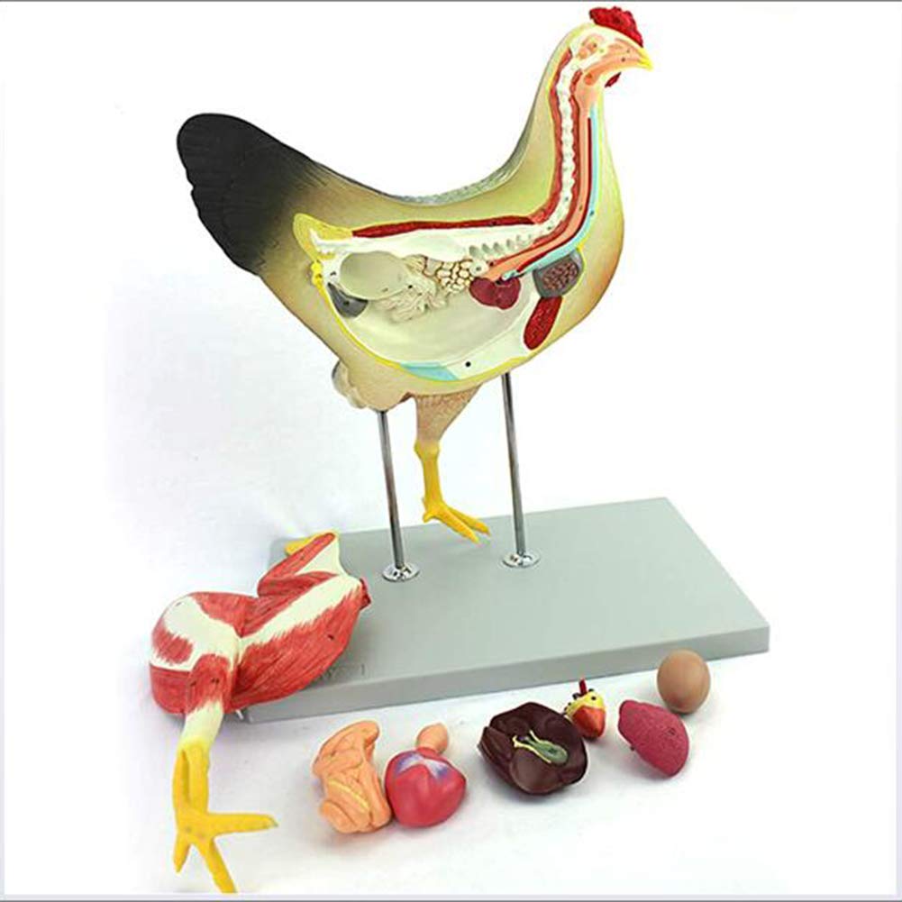 LIQIU 4D Chicken Skeleton & Animal Anatomy Model Kit with 8 Parts, 39 Digital Signs Science Educatio