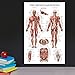 QuickFit Dumbell Workouts and Muscular System Anatomy Poster Set - Laminated 2 Chart Set - Dumbbell Exercise Routine & Muscle Anatomy Diagram - 18