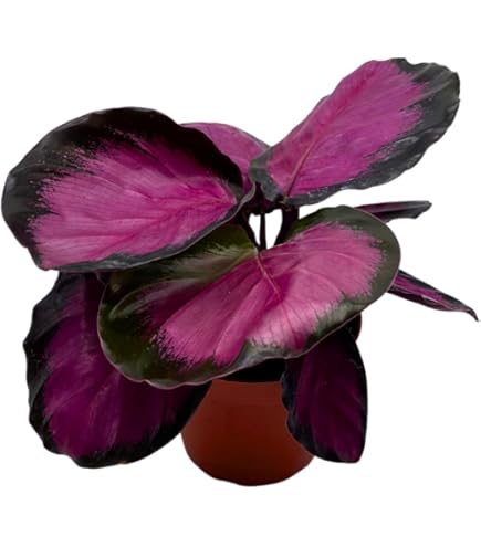 efeu geranien Efeu-Geranie gefüllt Lila - Pelargonium peltatum lilac main image 1