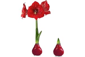 THE THREE COMPANY Waxed Amaryllis Bulb 2-Pack – Red Wax with Red Blooms – Live Holiday Gift Plant, Easy Care, No Watering Needed