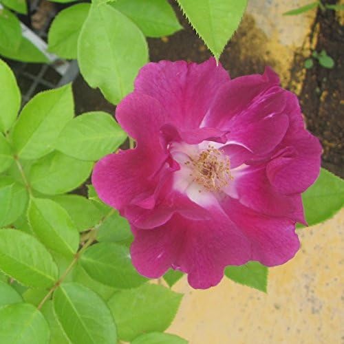 Amazon Co Jp バラ苗 インターナショナルヘラルドトリビューン 国産新苗植え替え6号スリット鉢 ハイブリッドティー Ht 四季咲き中輪 複色系 Diy 工具 ガーデン