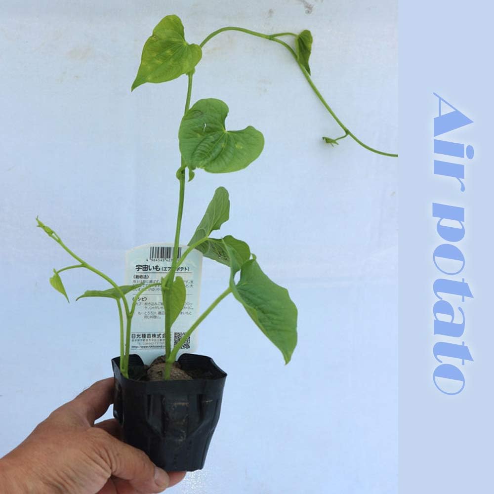Amazon 宇宙イモ エアーポテト 野菜苗 9cmポット 2個セット 宇宙イモやエアーポテトと呼ばれてるものは 東南アジア原産とされるヤマノイモ科の一種で その蔓にできるムカゴを指します ヤマノイモ科と言えば一般的な長芋や自然薯などもその仲間で 蔓にムカゴを