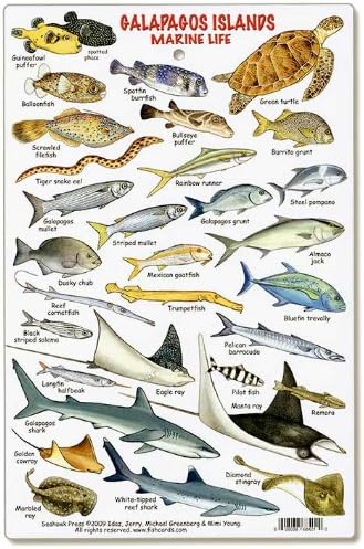 Amazon Com Fishcardscom Galapagos Islands Marine Life Id Card