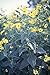 JERUSALEM ARTICHOKE "Helianthus Tubarosus" Yellow Flower/Vegetable 15+ Perennial Seeds