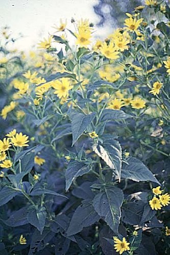 JERUSALEM ARTICHOKE JERUSALEM ARTICHOKE