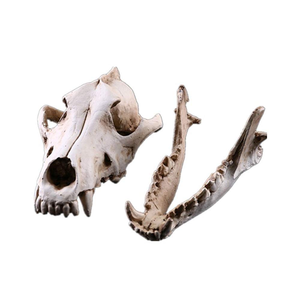 VOANZO Resin Wolf Skull Model Replica, Dinosaur Tooth Skull Fossil, Photography Props Teaching Tool Home Ornament — image 1