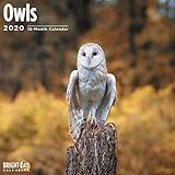 Owls Wall Calendar 2020 by