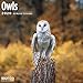 Owls Wall Calendar 2020 by