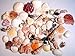 Creative Hobbies Sea Shells Mixed Beach Seashells - Various Sizes up to 2