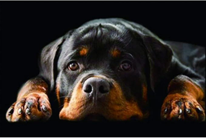 Amazon.com: Diamond Painting Kits Round Full Drill Large Rottweiler ...