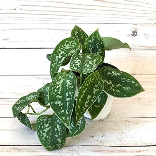1 Satin Pothos-Scindapsus Pictus 'Argyraeus'- Air Purifying Liveplant House Plant Rare #TMB91