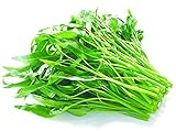 Aquatica Green Organic Vegetable Seeds 30G-Water Spinach Chinese Organic Seeds for Planting