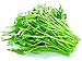 Aquatica Green Organic Vegetable Seeds 30G-Water Spinach Chinese Organic Seeds for Planting