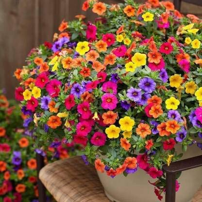 LIVOX PETUNIA GARDEN MIXED FLOWER SEEDS FOR TERRACE BALCONY GARDENING GARDEN PLANT FLOWER SEEDS (30 PER PACKET)