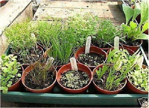 Portal Cool Seeds Package: Vegetable - Choy Sum - Guncho - 25 Seeds - Economy