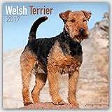 Welsh Terrier Calendar 2017 - Dog Breed Calendars - 2016 - 2017 wall calendars - 16 Month by Avonside