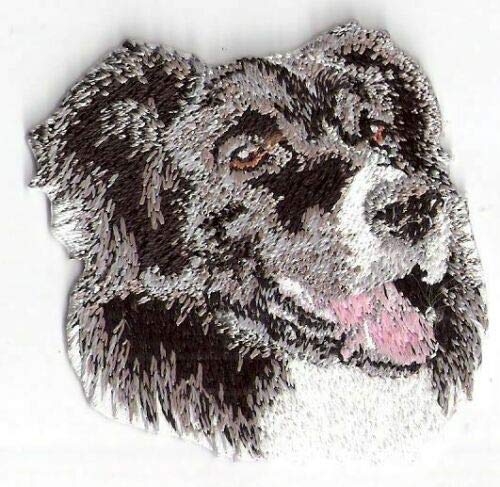 Border Collie Dog Breed Portrait Embroidered Applique Patch