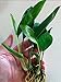 Mainam Anubias Lanceolata Rooted Rhizome Long Leaves Live Aquarium Plants Decorations