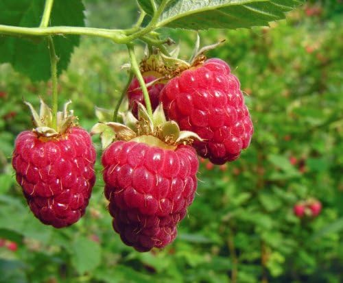 Prelude Raspberry Fruit Plant Seeds Seed Pack Includes Instructions