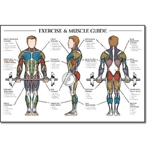 Fitnus Chart Series Exercise & Muscle Guide-Male 24